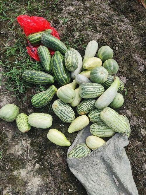 吃免费的瓜,共享甜蜜，品味生活  第3张